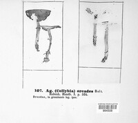 Marasmius oreades image